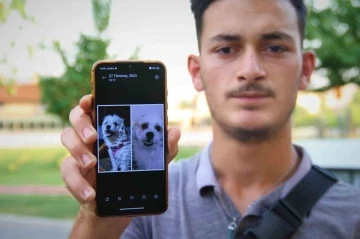 Kaybolan köpeğini bulmak için sokak sokak geziyor