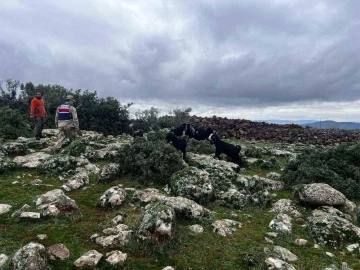 Kaybolan koyunları jandarma buldu
