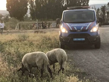 Kaybolan kurbanlık koyunları jandarma ekipleri buldu
