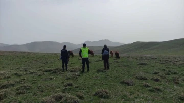 Kayıp 9 büyükbaş hayvanı jandarma ekipleri bulup sahibine teslim etti
