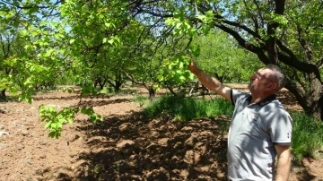 Kayısı düşük rekolte tehlikesiyle karşı karşıya
