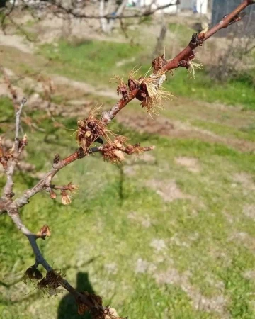 Kayısıları don vurdu, üretici zor durumda kaldı
