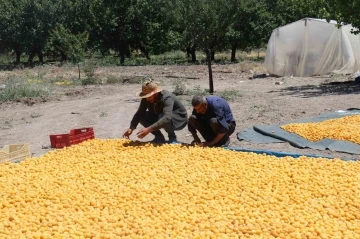 Kayısının dalından 115’den fazla ülkeye ihracat
