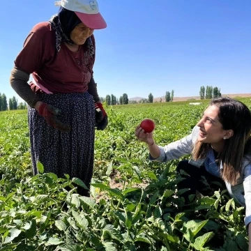 Kaymakam Eroğlu domates hasadına katıldı
