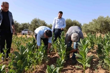 Kaymakam Gündoğdu ve Cumhuriyet Savcısı Tan tütün hasadına katıldı
