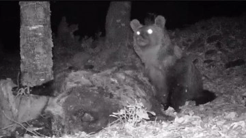 Kaz Dağları'nda yaşayan bozayı fotokapanla görüntülendi