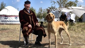 Kazakistan'da nesli tükenme tehlikesi altındaki tazı ve töbet yeniden yaygınlaştırılıyor