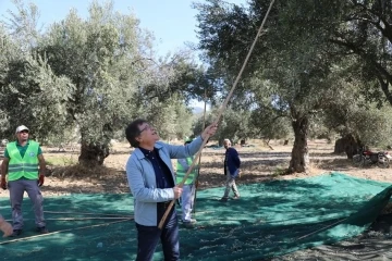 Kazdağları eteklerinde zeytin hasadı başladı