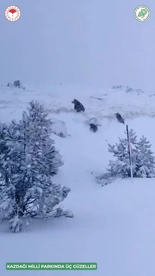 Kazdağları’nda kış uykusuna yatmayan ayı ve yavruları kameraya yansıdı
