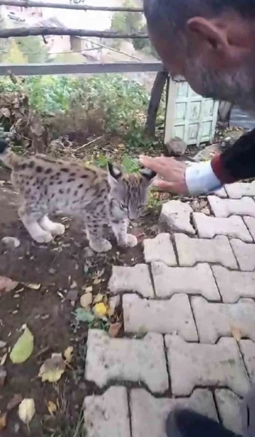 “Kedi değil Aslan gibi”
