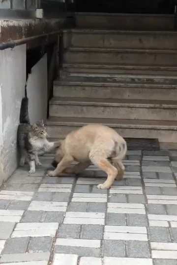 Kedi ile köpek patileriyle birbirini sevdi
