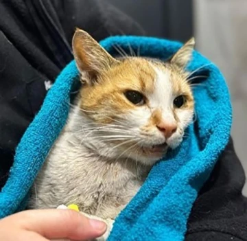 Kediye köpek saldırtarak öldüren şahıs 6 ay boyunca her ay hayvan konulu bir kitap okuyacak