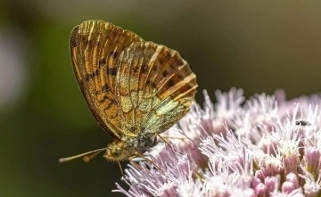 Kelebeğin rehberliğinde Gediz Nehri
