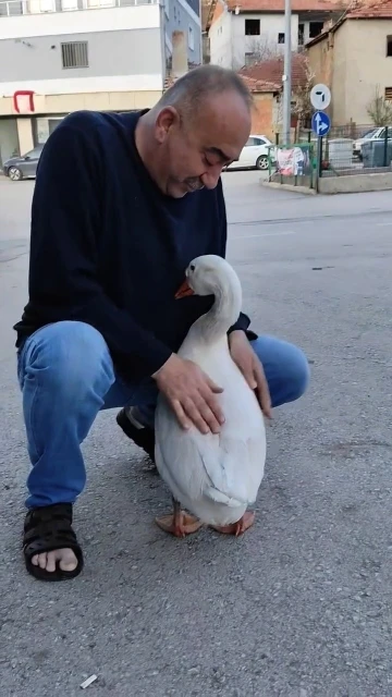 Kendisini sevdirmek isteyen kazın çabası gülümsetti
