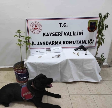 Kenevir Yetiştiren Şahıs Yakalandı
