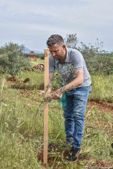 Kepez’den geleceğe zeytin yatırımı
