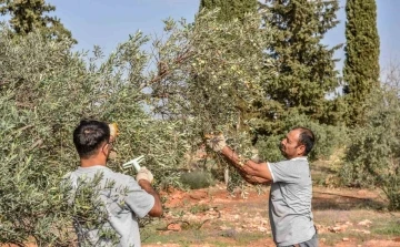 Kepez’den zeytin hasadı
