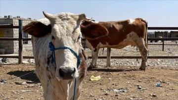 Kerkük'te "Hemorajik ateş" virüsü nedeniyle kurban satışları düştü