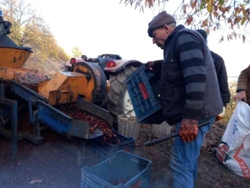 Kestanelerin sofralara yolculuğu başladı
