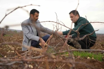 Kilis horozkarası üzümünde budama mesaisi başladı
