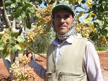 Kilis’te yeşil altının hasadı başladı
