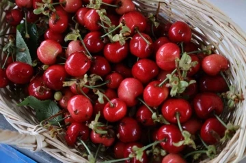 Kiraz Festival için geri sayım başladı
