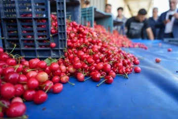 Kirazda ilk hasat yapıldı 