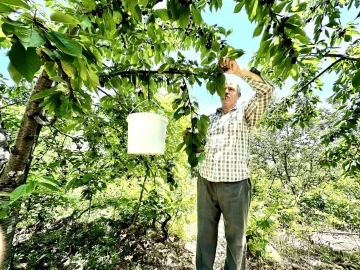 Kiraz üreticisi günlük 2 bin TL’ye işçi arıyor