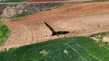 Kırıkkale’de ortaya çıktı, &quot;dron&quot; ile görüntülendi: Kızıl tuygun çiftçilerin dostu oldu
