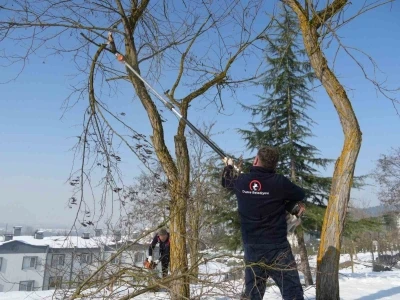 Kırılan dallarda temizlik başladı
