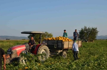 Kırkağaç kavununda ilk hasat
