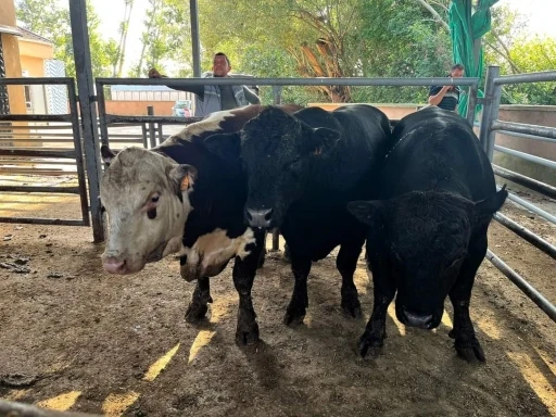 Kırklareli’nde 11 kaçak büyükbaş hayvan yakalandı
