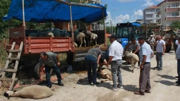 Kırklareli’nde kurbanlar alıcısını bekliyor
