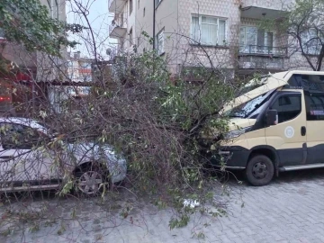 Kırklareli’nde şiddetli rüzgar ağaçları devirdi
