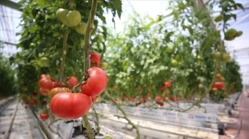 Kırklareli'nde jeotermal su kaynaklarıyla üretilen domatesin ihracatına başlandı