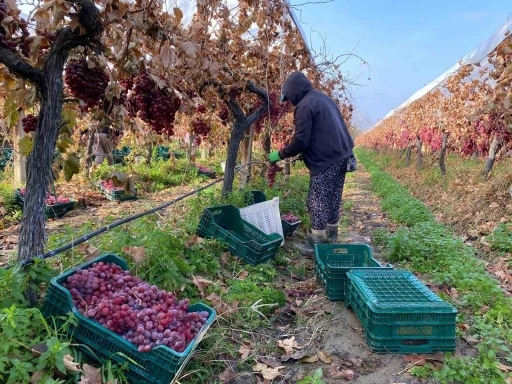 Kış geldi Sarıgöl’de üzüm hasadı devam ediyor
