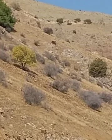 Kış uykusuna yatmayan ayı yiyecek ararken görüntülendi
