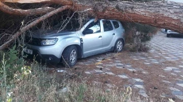 Koca çam ağacı aracın üzerine devrildi
