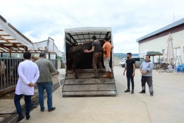 Kocaeli’de kurbanlık hayvan girişleri başladı
