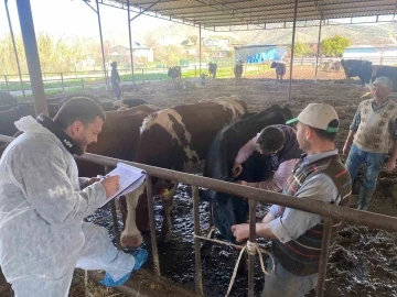 Koçarlı’da hayvan çiftlikleri kontrol altında
