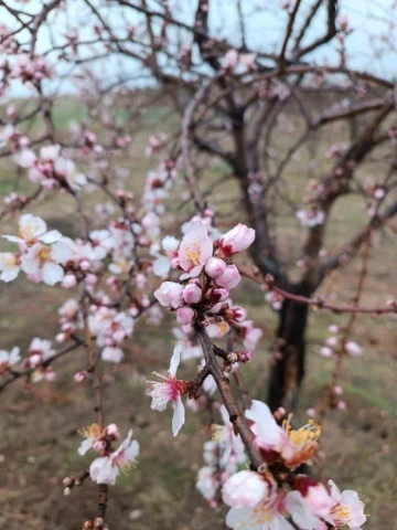 Konya’da badem ağaçları erken çiçek açtı
