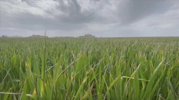 Konya Ovası'nda çiftçi mart ve nisan yağışlarından memnun