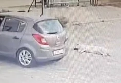 Köpeği çiğneyen sürücü serbest kaldı