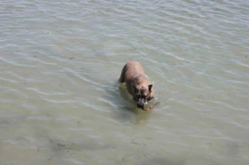 Köpeğin deniz keyfi: Hem serinliyor hem oynuyor
