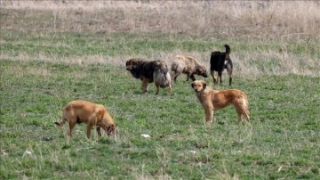 Köpek saldırısına uğrayan kadının hastanedeki tedavisi sürüyor