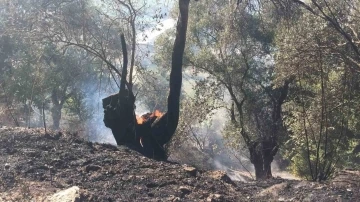 Köşk’te zeytinlik yangını korkuttu