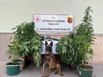 Kova içerisinde kenevir yetiştiren 2 şahsa jandarmadan operasyon
