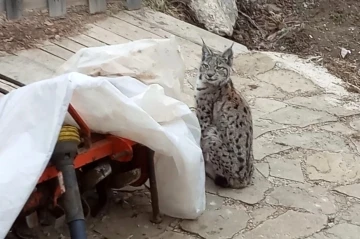 Köy evinin bahçesine giren vaşak kameraya takıldı
