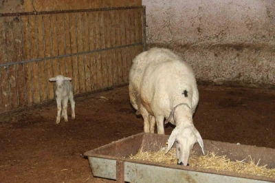 Koyun, ölen yavrusuna ön ayaklarıyla masaj yaparak kurtarmaya çalıştı
