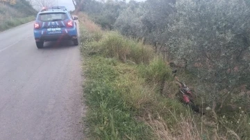 Koyun ve keçi sürüleri villaların bahçelerini talan ediyor
